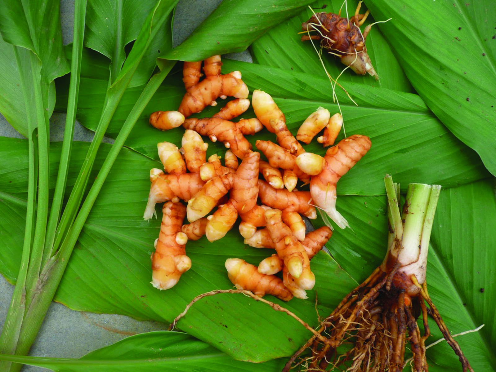 Cây Nghệ