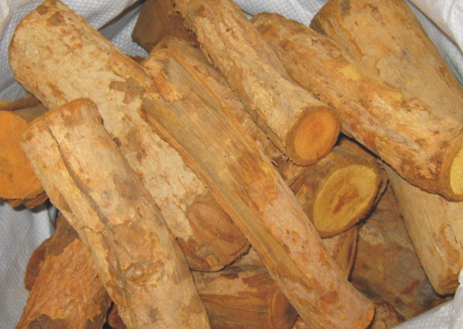 Cây Mật Gấu