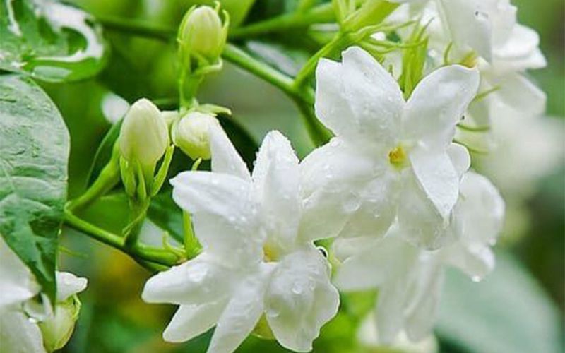 hoa nhài